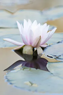 Water lily Nymphaea Pink Perennial Flowering season Summer Water lily Nymphaea Pink Perennial Flowering season Summer