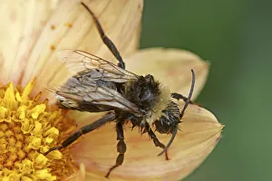 Wet Bee Print on Peach Dahlia Flower