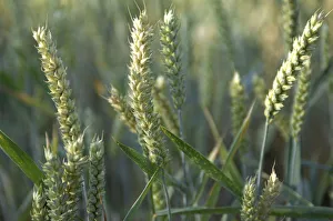 Images Dated 2012 August: Ears of Wheat Print - West Sussex Field Scene