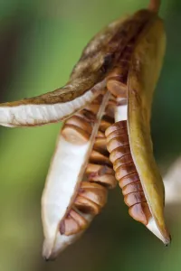 Yellow Flag Iris Print - Brown Seed Pod with Disc-Shaped Seeds