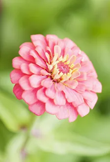 Outdoor Botany Images Prints: zinnia