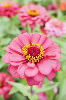 Pink Zinnia Print
