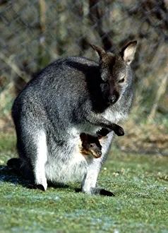 12 week old Wallaby and its mother at Calderpark Zoo, Glasgow February 1983 12 week old Wallaby and its mother at Calderpark Zoo, Glasgow February 1983