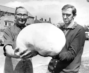 In 1973, Bellingham newsagent Frank Mattinson found a calvatia maxima - otherwise known In 1973, Bellingham newsagent Frank Mattinson found a calvatia maxima - otherwise known