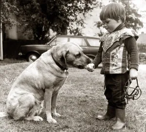 2 year old Edward Turner feeding an ice cream to his pet labrador Glen after removing his 2 year old Edward Turner feeding an ice cream to his pet labrador Glen after removing his