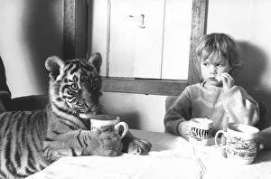 4 year old Megan Whittaker with Indian Tiger cub April 1988 sharing a table with 4 year old Megan Whittaker with Indian Tiger cub April 1988 sharing a table with