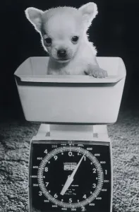 This 5-week-old chihuahua pup called Tiny Tim only weighed one This 5-week-old chihuahua pup called Tiny Tim only weighed one