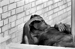 8 year old Orang utan Njonja at Chessington Zoo. January 1975 75-00080-002 8 year old Orang utan Njonja at Chessington Zoo. January 1975 75-00080-002