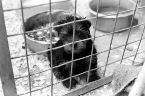 Some of the abandon puppies at a animal charity re-homing centre for unwanted Some of the abandon puppies at a animal charity re-homing centre for unwanted