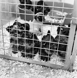 Some of the abandon puppies at a animal charity re-homing centre for unwanted Some of the abandon puppies at a animal charity re-homing centre for unwanted