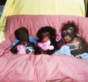 Abandoned baby apes in bed together with pink cuddly rabbit stuffed toys Asante Abandoned baby apes in bed together with pink cuddly rabbit stuffed toys Asante