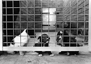 Three abandoned puppies pictured at the Leigh, Lancashire kennels of the RSPCA Three abandoned puppies pictured at the Leigh, Lancashire kennels of the RSPCA