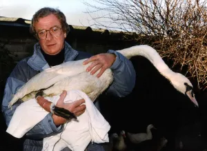 Actor Michael Caine holds an injured Swan in his arms at Dot Beesons swan sanctuary in Actor Michael Caine holds an injured Swan in his arms at Dot Beesons swan sanctuary in