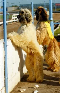 Afgan Hound Dogs - October 1991 standing upright on their hind legs at a dog race Afgan Hound Dogs - October 1991 standing upright on their hind legs at a dog race