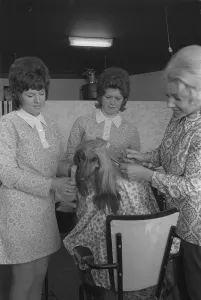 Afghan Hound getting VIP treatment It may be a tired old cliche Afghan Hound getting VIP treatment It may be a tired old cliche