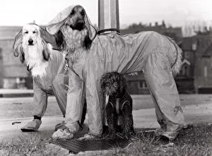 Afghan hounds cinderella and Oliver wearing showerproof trouser suits boots Afghan hounds cinderella and Oliver wearing showerproof trouser suits boots