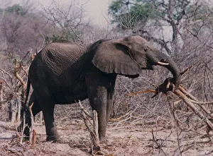 An African elephant uproots a tree in Hwange National Park, Zimbabwe An African elephant uproots a tree in Hwange National Park, Zimbabwe
