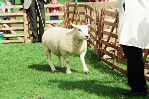 Agricultural Show Cleveland, 24th July 1993. Sheep in Pen Agricultural Show Cleveland, 24th July 1993. Sheep in Pen