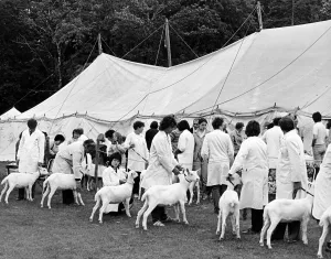 Agricultural Show Cleveland, 27th July 1985. No butts Agricultural Show Cleveland, 27th July 1985. No butts
