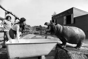 With the aid of an old bath tub Ernie the hippo after his mud beauty treatment gets a With the aid of an old bath tub Ernie the hippo after his mud beauty treatment gets a