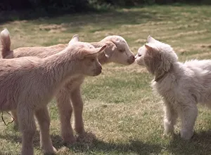 Ainsley and his sister Abbigale the baby goats who were rejected by their mother meet Ainsley and his sister Abbigale the baby goats who were rejected by their mother meet