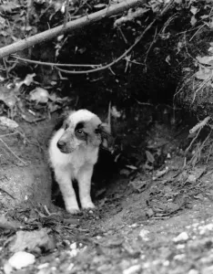 Up for Air.. Freja the terrier emerges from her fox mother's tunnel Up for Air.. Freja the terrier emerges from her fox mother's tunnel
