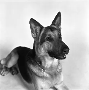 Alsatian dog actor Saxon. February 1975 S75-0718 Alsatian dog actor Saxon. February 1975 S75-0718
