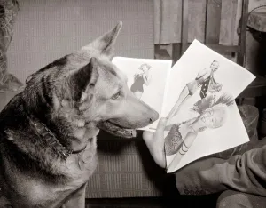 Alsatian dog Rita looking at photos and pictures of women as she judges a beauty Alsatian dog Rita looking at photos and pictures of women as she judges a beauty