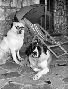 Alsatian Twoshaun (left) and St. Bernard Brandy, living it up at the new K Alsatian Twoshaun (left) and St. Bernard Brandy, living it up at the new K