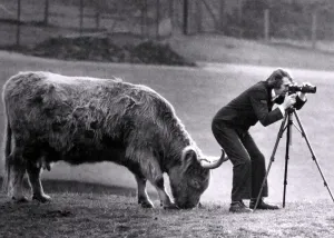 Amateur photgraphers can find themselves on the horns of a dilemma if they look the wrong Amateur photgraphers can find themselves on the horns of a dilemma if they look the wrong
