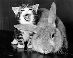 Animal Cat and Rabbit December 1984 A laughing cat and a puzzled rabbit Animal Cat and Rabbit December 1984 A laughing cat and a puzzled rabbit