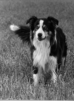 Animal Dog Collie in the field August 1976 Animal Dog Collie in the field August 1976