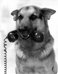 Animal Dogs Alsatian May 1968 six Years old film and television star " Animal Dogs Alsatian May 1968 six Years old film and television star "