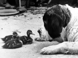 Animal Friends - Dog and Birds Bess the St. Bernard and her duckling friends Animal Friends - Dog and Birds Bess the St. Bernard and her duckling friends