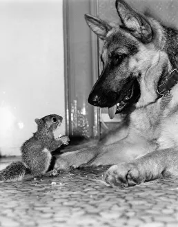 Animal Friends - Dogs and Misc: Little and Large. Pip (left) with Bimba Animal Friends - Dogs and Misc: Little and Large. Pip (left) with Bimba