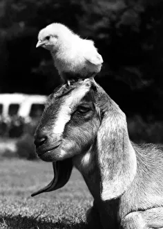 Animal Friends - Goat and Chick Silly Billy a long-eared Nubian goat at Animal Friends - Goat and Chick Silly Billy a long-eared Nubian goat at