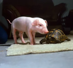 Animal Friendship 3 week old piglet and tortoise at Surrey Bird Rescue Society in Animal Friendship 3 week old piglet and tortoise at Surrey Bird Rescue Society in