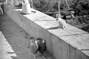 Animal: Friendship: Fox and Chickens: Rommella the desert fox is causing some concern in Animal: Friendship: Fox and Chickens: Rommella the desert fox is causing some concern in