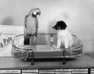Animal Friendships - Animals and Birds: Bonzo the pup tries out one of the gold-plated Animal Friendships - Animals and Birds: Bonzo the pup tries out one of the gold-plated
