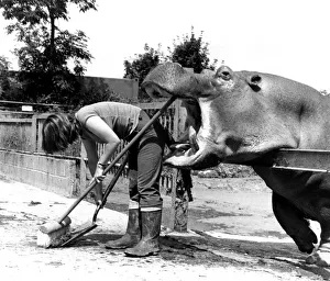 Animal Hippopotamus February 1983 The hippo gets ready for dinner - taking a bite Animal Hippopotamus February 1983 The hippo gets ready for dinner - taking a bite