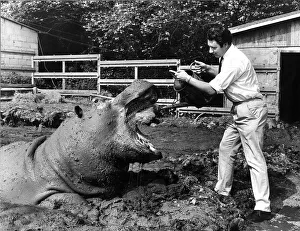 Animal Hippopotamus June 1968 Mr Brian Stoke manager at Plymouth Zoo found out that Animal Hippopotamus June 1968 Mr Brian Stoke manager at Plymouth Zoo found out that