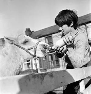 Animal: Horse: Feeding: Palomino horse saved by boy. February 1970 70-1622-001 Animal: Horse: Feeding: Palomino horse saved by boy. February 1970 70-1622-001