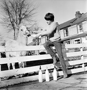 Animal: Horse: Feeding: Palomino horse saved by boy. February 1970 70-1622 Animal: Horse: Feeding: Palomino horse saved by boy. February 1970 70-1622