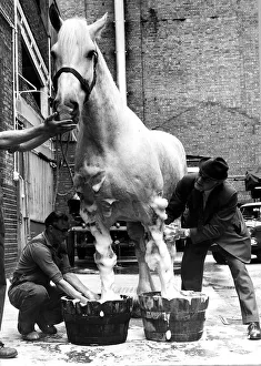 Animal Horse July 1974 Often to be seen pulling a brewers dray around London Animal Horse July 1974 Often to be seen pulling a brewers dray around London