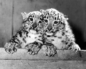 Images Dated 9th February 1986: Animal Leopard February 1986 Eva and Becker the (twin cubs