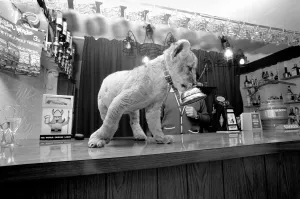 Animal: Unusual: Cute: Lion cub at Public House. Regulars at a quiet country pub in Animal: Unusual: Cute: Lion cub at Public House. Regulars at a quiet country pub in