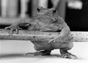 Animals - Albert the Toad. April 1985 P011731 Animals - Albert the Toad. April 1985 P011731