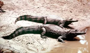 Animals Amazon Caimen Crocodile March 1975 Caiman Species Animals Amazon Caimen Crocodile March 1975 Caiman Species