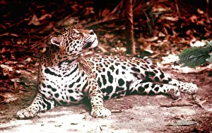 Animals Amazon Jaguar March 1975 Panthera Onca Animals Amazon Jaguar March 1975 Panthera Onca