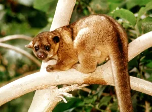 Animals Amazon March 1975 KIinkajou (Potus Flavus) Animals Amazon March 1975 KIinkajou (Potus Flavus)